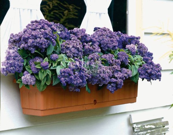 Гелиотроп на клумбе