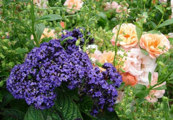 Гелиотроп цветок