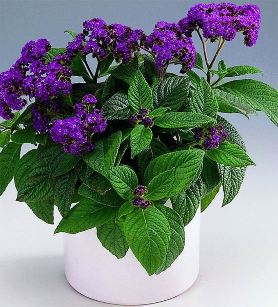 Heliotropium arborescens