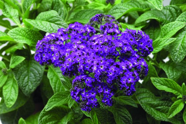 Гелиотроп цветок