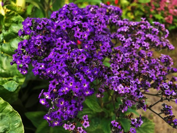 Гелиотроп морской Бриз