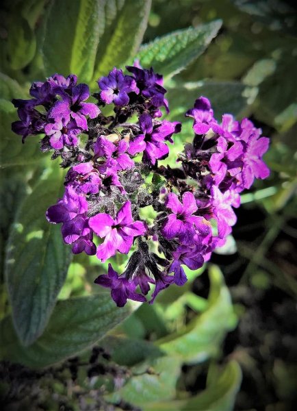 Гелиотроп перувианский