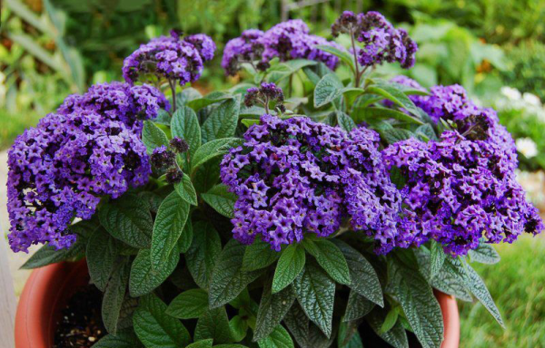 Гелиотроп перуанский