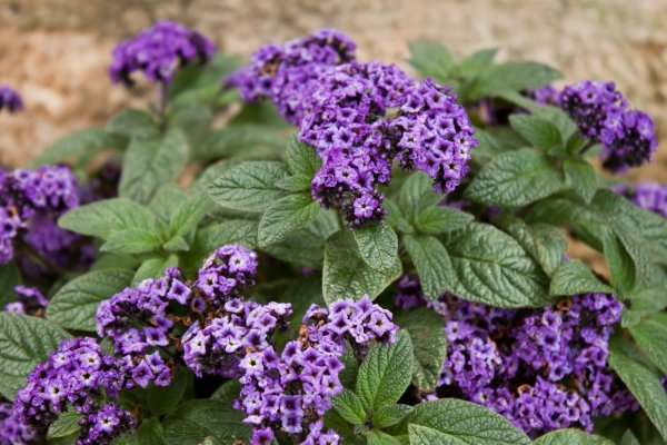 Гелиотроп Одиссей