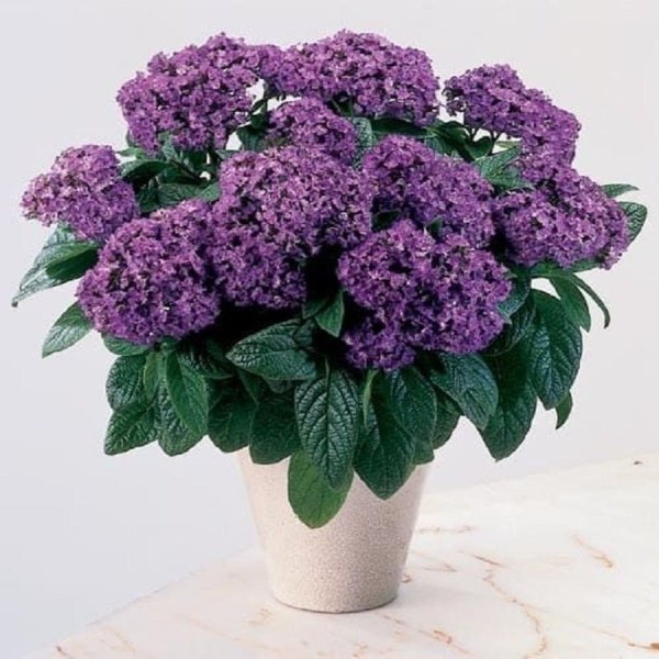 Гелиотроп древовидный Марина