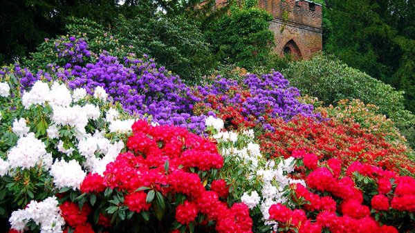 Рододендрон аллея