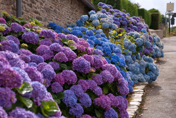 Дачные цветы