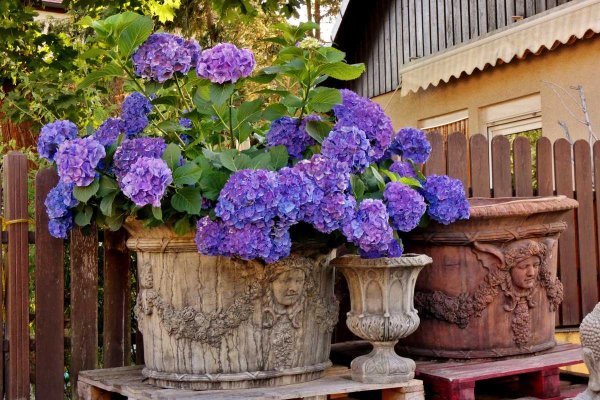 Однолетники двулетники многолетники