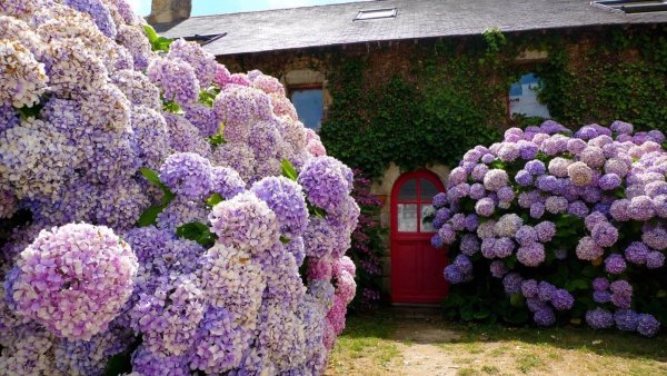 Цветы в саду