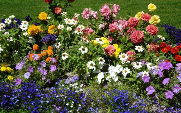 Сурфиния калибрахоа