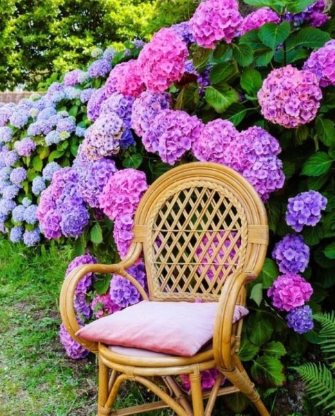 Цветочная пирамида петунья