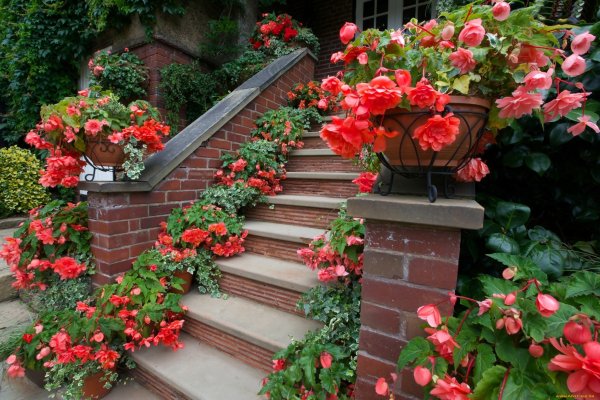 Бугенвиллия Лиана уличная