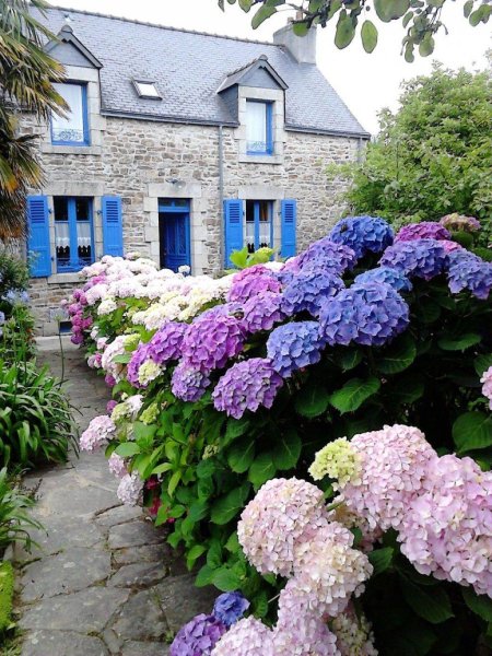 Хризантема мультифлора шаровидная