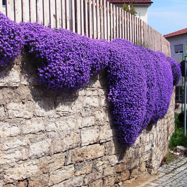 Петуния многоцветковая Ингрид