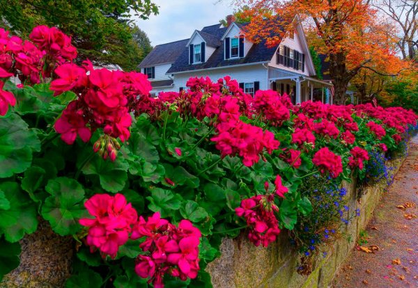 Гортензия Саншайн