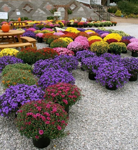 Гарден парк Дубай