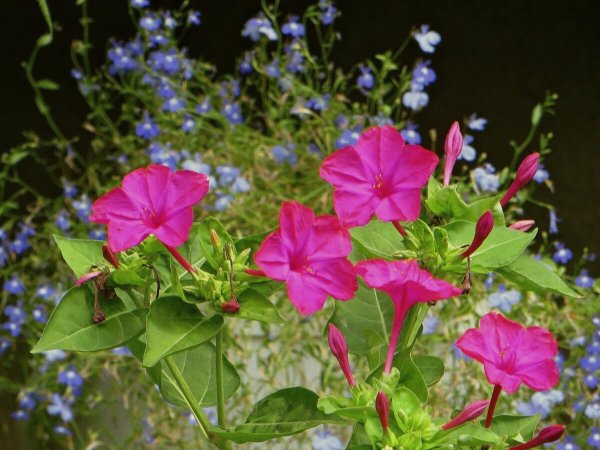 Цветок ночная красавица мирабилис