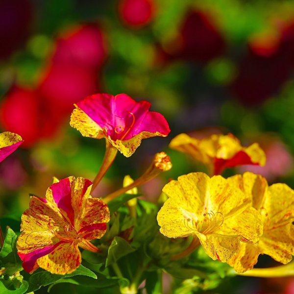 Зорька мирабилис