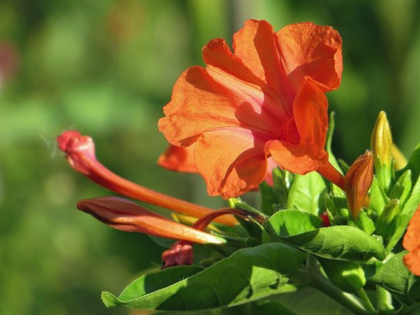 Мирабилис цветок