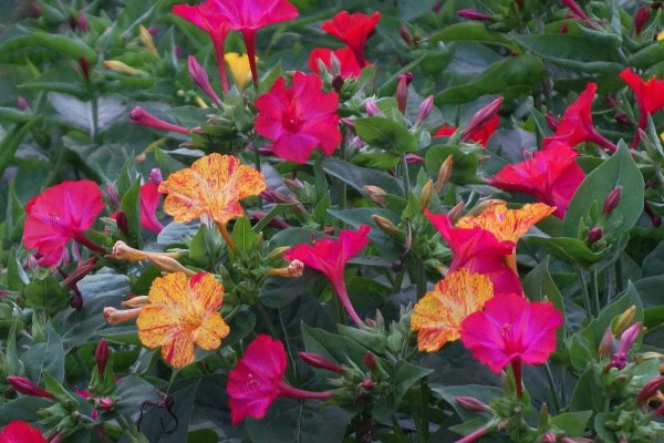 Зорька цветы мирабилис