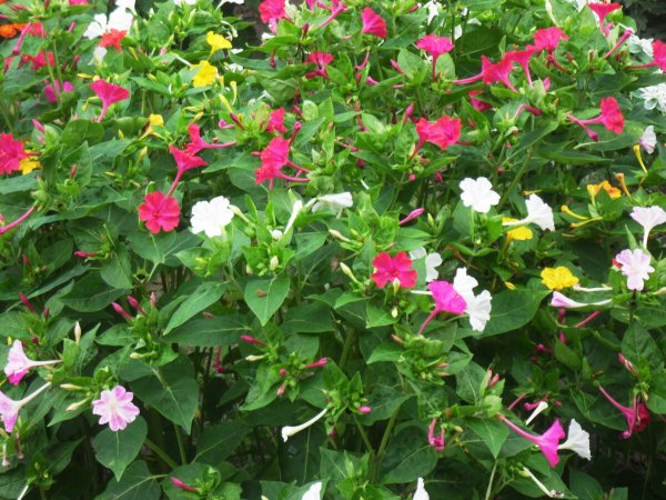 Мирабилис Иоланта