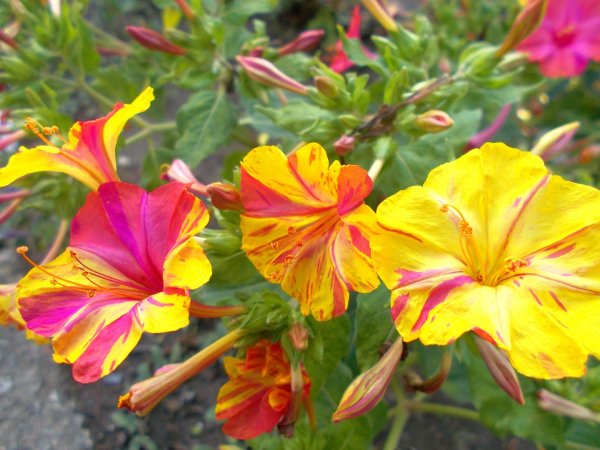 Зорька цветы мирабилис