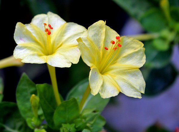 Мирабилис пурпурный леденец