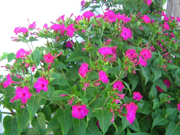 Цветок ночная красавица мирабилис