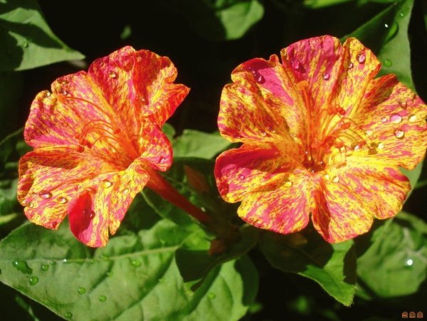 Голубая Зорька цветы