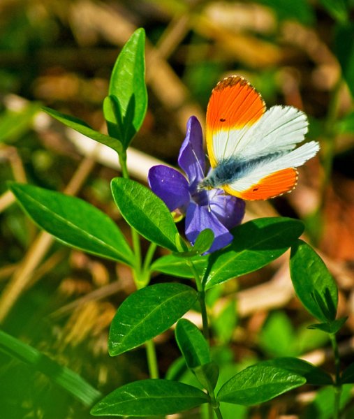 Мирабилис Иоланта