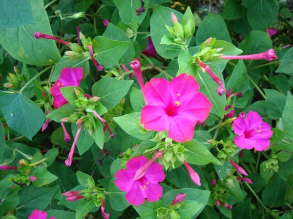 Мирабилис ялапа ночная красавица