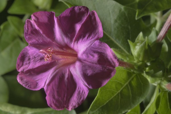 Цветок ночная красавица мирабилис