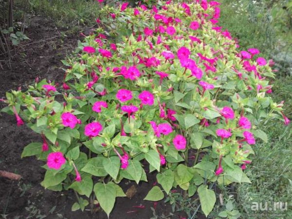 Мирабилис Иоланта