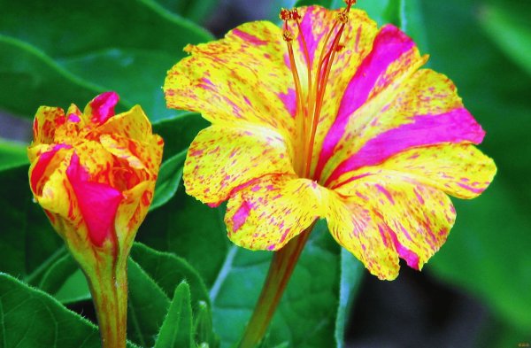 Цветок ночная красавица мирабилис