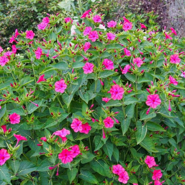 Мирабилис (ялапа)