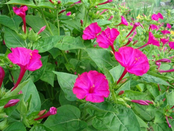 Мирабилис ялапа цветок
