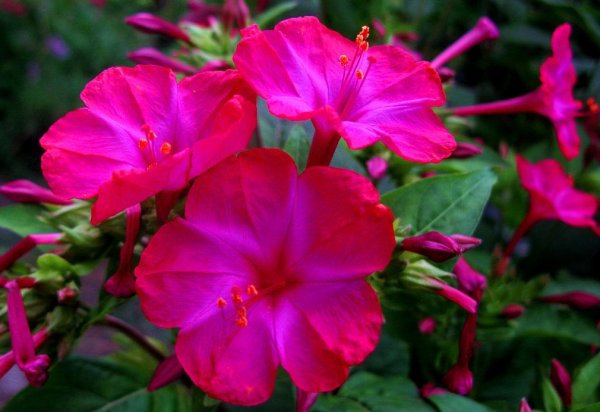 Мирабилис Иоланта