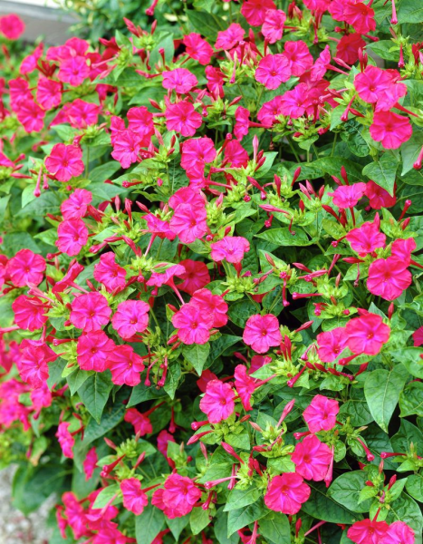 Мирабилис цветок