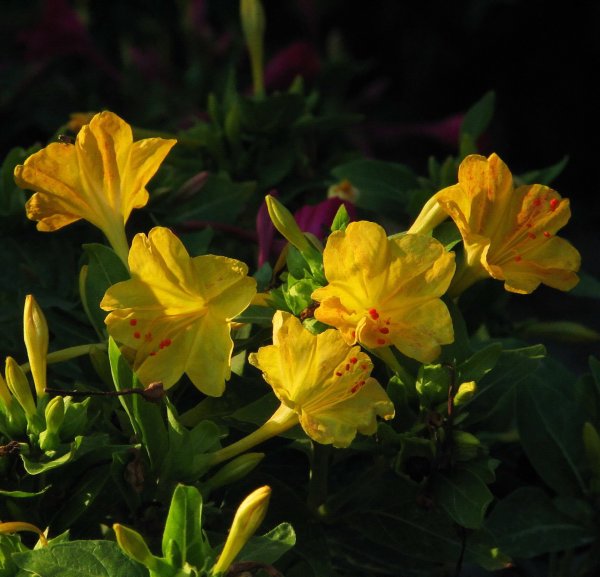 Мирабилис ялапа (Mirabilis Jalapa)
