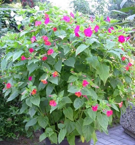 Цветок ночная красавица мирабилис