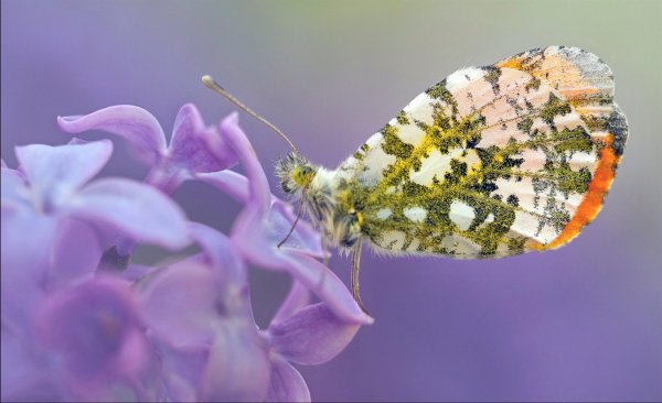 Цветок ночная красавица мирабилис