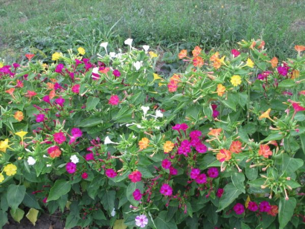 Мирабилис ялапа микс