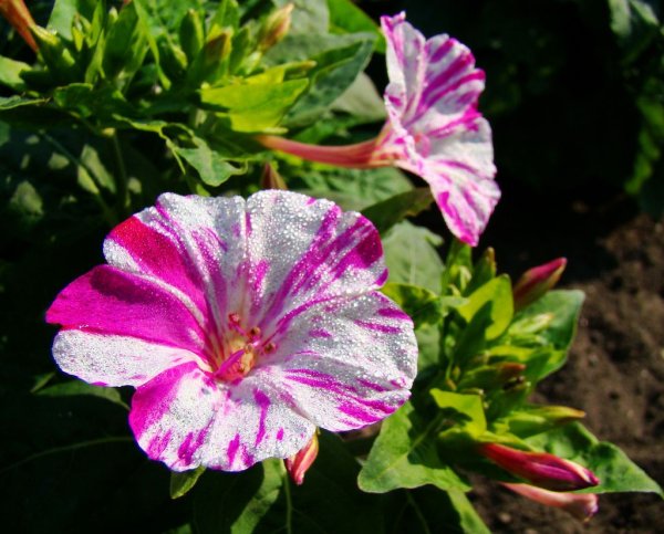 Мирабилис белый цветок