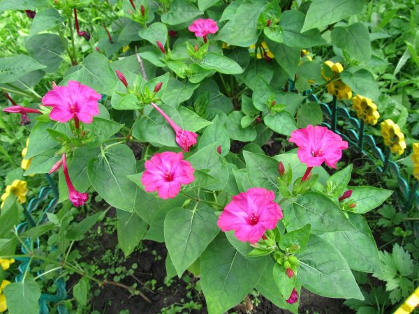 Мирабилис цветок