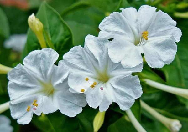 Мирабилис ялапа микс