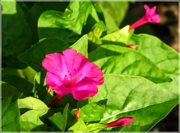 Мирабилис кавалер