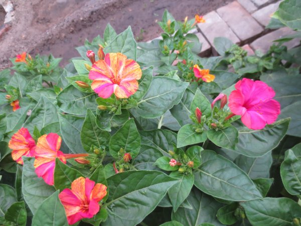 Мирабилис Броукен Колорс