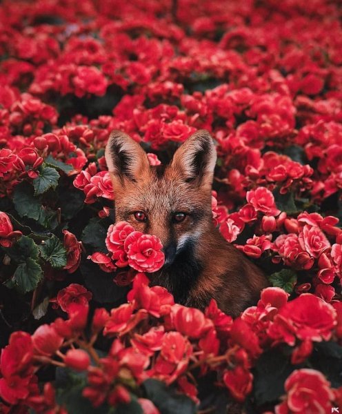Лисенок в цветах
