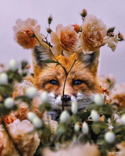 Лисичка в цветах