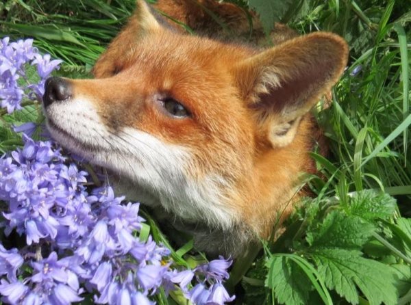 Лисенок в цветах